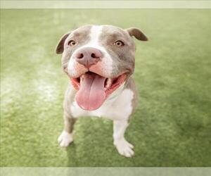 American Pit Bull Terrier-Unknown Mix Dogs for adoption in Las Vegas, NV, USA