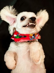Medium Photo #1 Shih-Poo Puppy For Sale in Kennesaw, GA, USA