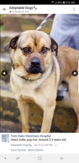 Puggle Dogs for adoption in Hanover, PA, USA