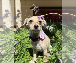 Chihuahua-Unknown Mix Dogs for adoption in Fresno, CA, USA