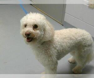 Bichpoo Dogs for adoption in St. Cloud, FL, USA