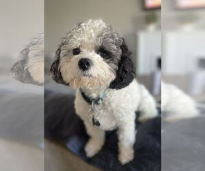 Cavapoo Dogs for adoption in Doylestown, PA, USA