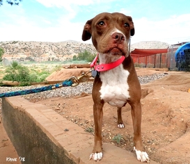 Bullboxer Pit Dogs for adoption in Cottonwood, AZ, USA