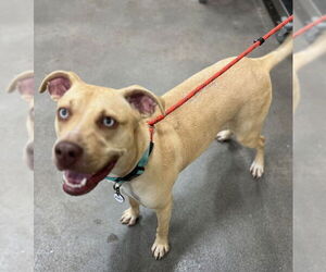 Labrador Retriever-Unknown Mix Dogs for adoption in Forestville, MD, USA