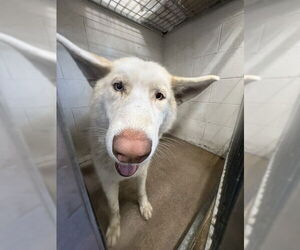 Siberian Husky Dogs for adoption in San Bernardino, CA, USA