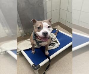 Staffordshire Bull Terrier Dogs for adoption in Derwood, MD, USA