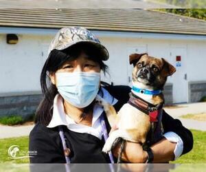 Chug Dogs for adoption in Long Beach, CA, USA