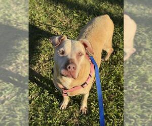 Staffordshire Bull Terrier Dogs for adoption in Fort Lauderdale, FL, USA