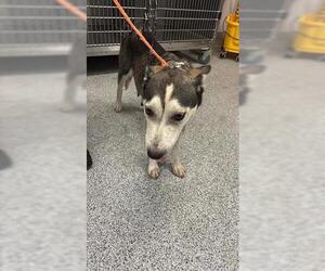 Siberian Husky Dogs for adoption in Houston, TX, USA