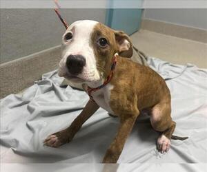 American Pit Bull Terrier-Unknown Mix Dogs for adoption in Las Vegas, NV, USA