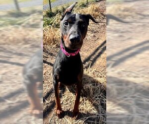 Doberman Pinscher Dogs for adoption in Waterford, VA, USA