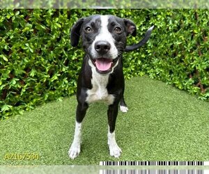 Pointer Dogs for adoption in West Palm Beach, FL, USA