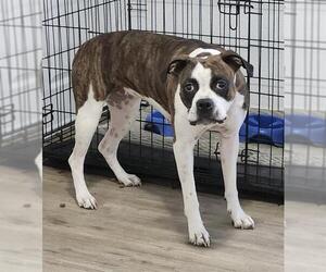 Boxer-Unknown Mix Dogs for adoption in San Antonio, TX, USA