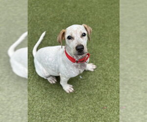 German Shorthaired Pointer-Unknown Mix Dogs for adoption in Dedham, MA, USA