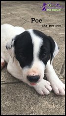 Medium Photo #1 Pointer-Unknown Mix Puppy For Sale in Richardson, TX, USA