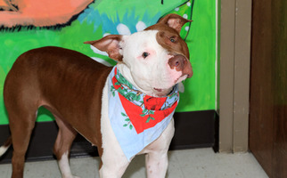 American Pit Bull Terrier Dogs for adoption in Birdsboro, PA, USA