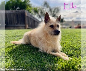 Mutt Dogs for adoption in San Diego, CA, USA