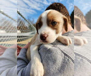 Huskies -Unknown Mix Dogs for adoption in garner, NC, USA