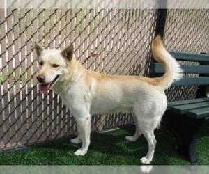 Shepradors Dogs for adoption in Norco, CA, USA
