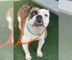 Bulldog Dogs for adoption in Stockton, CA, USA