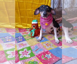 Border Collie-Staffordshire Bull Terrier Mix Dogs for adoption in Lake Forest, CA, USA