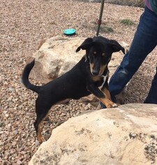 Basschshund Dogs for adoption in Grand Junction, CO, USA