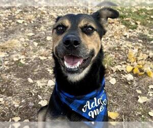 Rottweiler-Unknown Mix Dogs for adoption in Pueblo, CO, USA