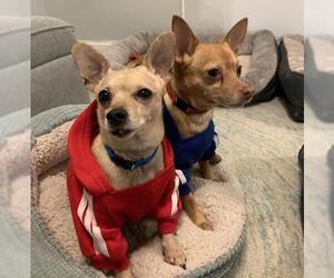 Chihuahua Dogs for adoption in Westwood, NJ, USA