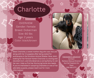 Doberman Pinscher Dogs for adoption in Rancho Cordova, CA, USA