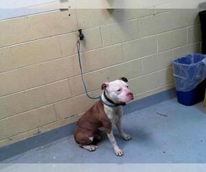 American Pit Bull Terrier Dogs for adoption in Tulsa, OK, USA