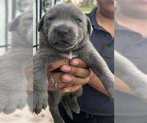 Labrador Retriever-Unknown Mix Dogs for adoption in Houston, TX, USA