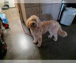 Goldendoodle (Miniature) Dogs for adoption in Rockwall, TX, USA