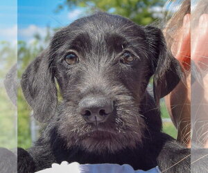 Irish Wolfhound-Unknown Mix Dogs for adoption in Huntley, IL, USA