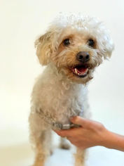 Maltese Dogs for adoption in West Hollywood, CA, USA
