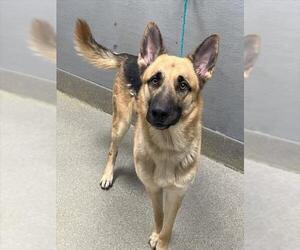 German Shepherd Dog-Unknown Mix Dogs for adoption in Las Vegas, NV, USA