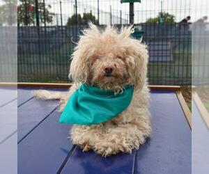 Poodle (Miniature) Dogs for adoption in San Antonio, TX, USA