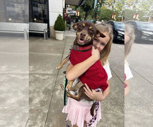 Chihuahua-Unknown Mix Dogs for adoption in The Woodlands, TX, USA