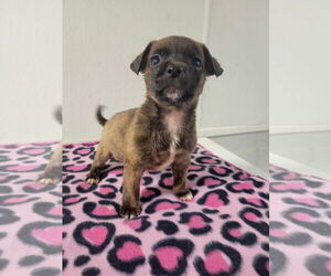 Chihuahua-Unknown Mix Dogs for adoption in New Orleans, LA, USA