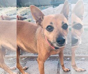 Mutt Dogs for adoption in Los Banos, CA, USA