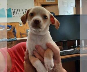 Chihuahua Dogs for adoption in San Pablo, CA, USA
