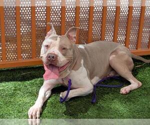 American Pit Bull Terrier-Unknown Mix Dogs for adoption in Las Vegas, NV, USA