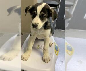 German Shepherd Dog-Unknown Mix Dogs for adoption in Visalia, CA, USA