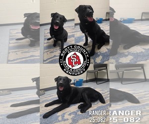 Labrador Retriever Dogs for adoption in Georgetown, KY, USA