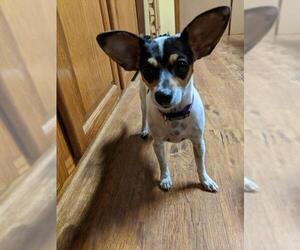 Jack-Rat Terrier Dogs for adoption in Des Moines, IA, USA