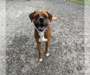 Boxer Dogs for adoption in Evansville, IN, USA