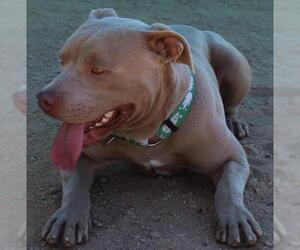 Staffordshire Bull Terrier Dogs for adoption in Apple Valley, CA, USA