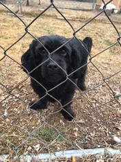 Schweenie Dogs for adoption in York, SC, USA