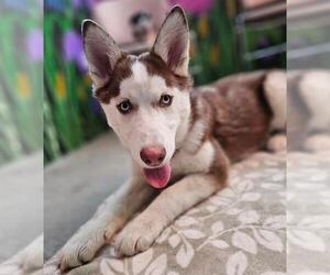 Siberian Husky Dogs for adoption in Frisco, CO, USA
