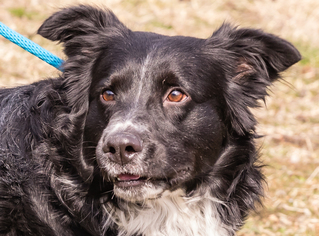 Border Collie Dogs for adoption in St. Charles, MO, USA