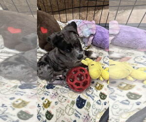 Chihuahua-Unknown Mix Dogs for adoption in Kankakee, IL, USA